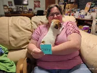 Goldie, a female Jack Russell Terrier for sale in Siler City, NC – 4 of 10