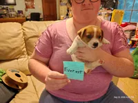 Everest, a male Jack Russell Terrier for sale in Siler City, NC – 3 of 6