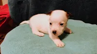 Orion, a male Jack Russell Terrier for sale in Siler City, NC – 2 of 10