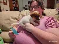 Henry, a male Jack Russell Terrier for sale in Siler City, NC – 3 of 9