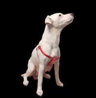 Misty, a female Jack Russell Terrier for sale in Siler City, NC – 3 of 5