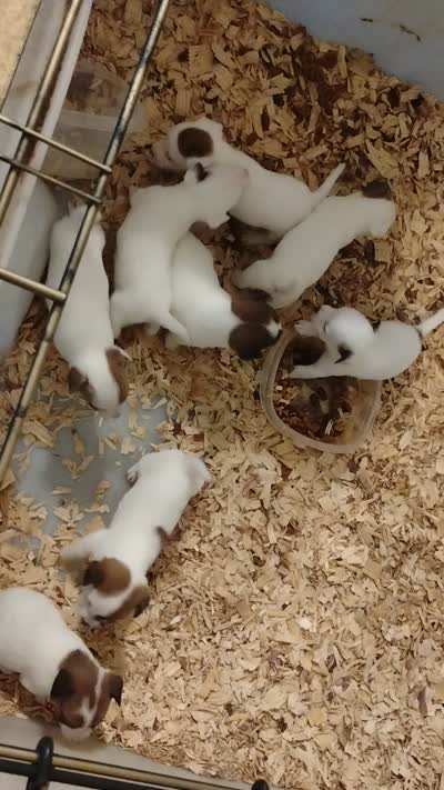 Misty, a female Jack Russell Terrier for sale in Siler City, NC – 5 of 5