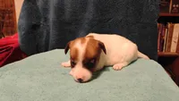Sugar, a female Jack Russell Terrier for sale in Siler City, NC – 6 of 10