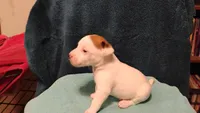 Finn, a male Jack Russell Terrier for sale in Siler City, NC – 2 of 8