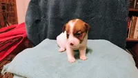 Sugar, a female Jack Russell Terrier for sale in Siler City, NC – 8 of 10