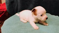 Orion, a male Jack Russell Terrier for sale in Siler City, NC – 10 of 10
