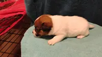 Hershey, a female Jack Russell Terrier for sale in Siler City, NC – 2 of 7