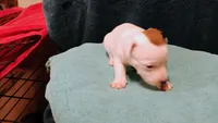 Finn, a male Jack Russell Terrier for sale in Siler City, NC – 6 of 8