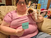 Goldie, a female Jack Russell Terrier for sale in Siler City, NC – 9 of 10