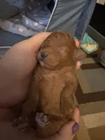 Peanut , a female Poodle - Toy  for sale in Newton, IL – Photo 3 of 3