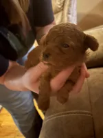 Peanut , a female Poodle - Toy  for sale in Newton, IL – Photo 2 of 3