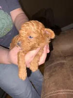 Peanut , a female Poodle - Toy  for sale in Newton, IL – Photo 1 of 3