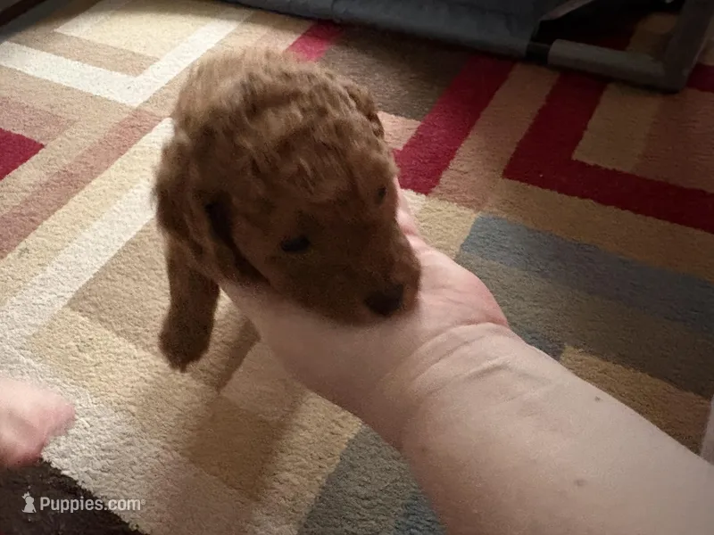 Mischief – Poodle - Toy  puppy for sale in Newton, IL