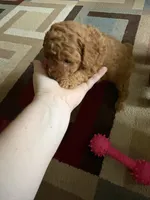 Mischief, a female Poodle - Toy  for sale in Newton, IL – Photo 4 of 5