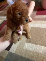 Mischief, a female Poodle - Toy  for sale in Newton, IL – Photo 5 of 5