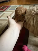 Mischief, a female Poodle - Toy  for sale in Newton, IL – Photo 3 of 5