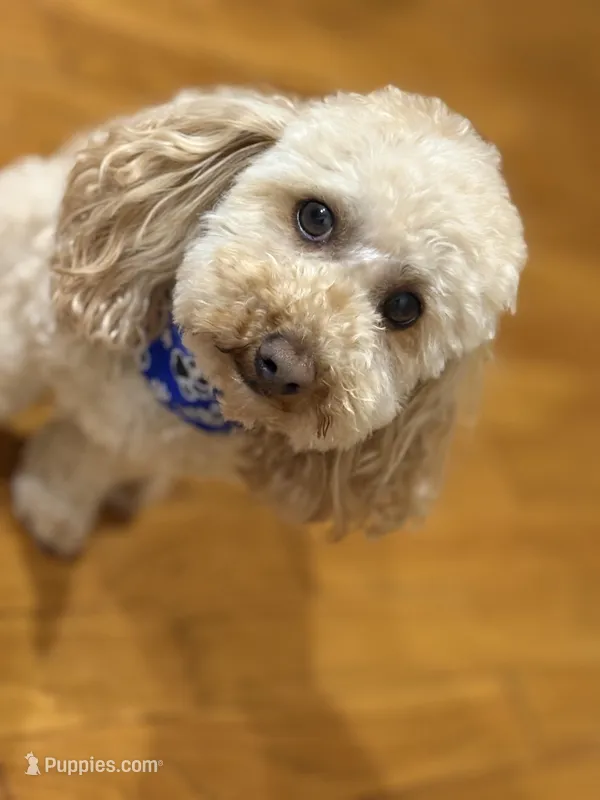 Kash  – Poodle - Toy  puppy for sale in Newton, IL