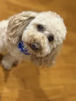 Kash , a male Poodle - Toy  for sale in Newton, IL – Photo 1 of 2