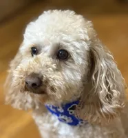 Kash , a male Poodle - Toy  for sale in Newton, IL – Photo 2 of 2