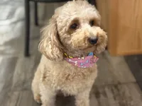 Mimzy , a female Poodle - Toy  for sale in Newton, IL – Photo 2 of 2