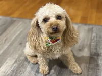 Ollie , a male Poodle - Toy  for sale in Newton, IL – Photo 2 of 3