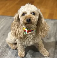 Ollie , a male Poodle - Toy  for sale in Newton, IL – Photo 1 of 3