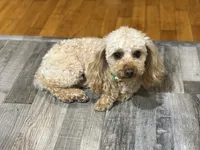 Ollie , a male Poodle - Toy  for sale in Newton, IL – Photo 3 of 3