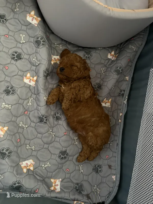 Nugget  – Poodle - Toy  puppy for sale in Newton, IL