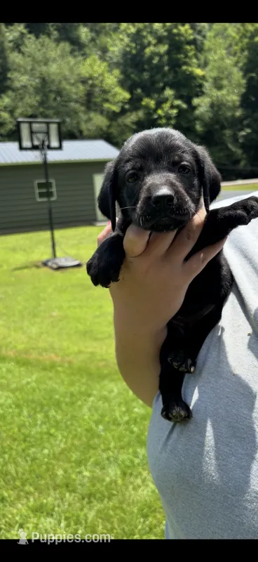 Onyx – Labrador Retriever puppy for sale in Virgie, KY
