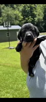 Onyx, a female Labrador Retriever for sale in Virgie, KY – 1 of 1
