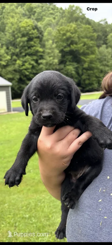 Midnight  – Labrador Retriever puppy for sale in Virgie, KY