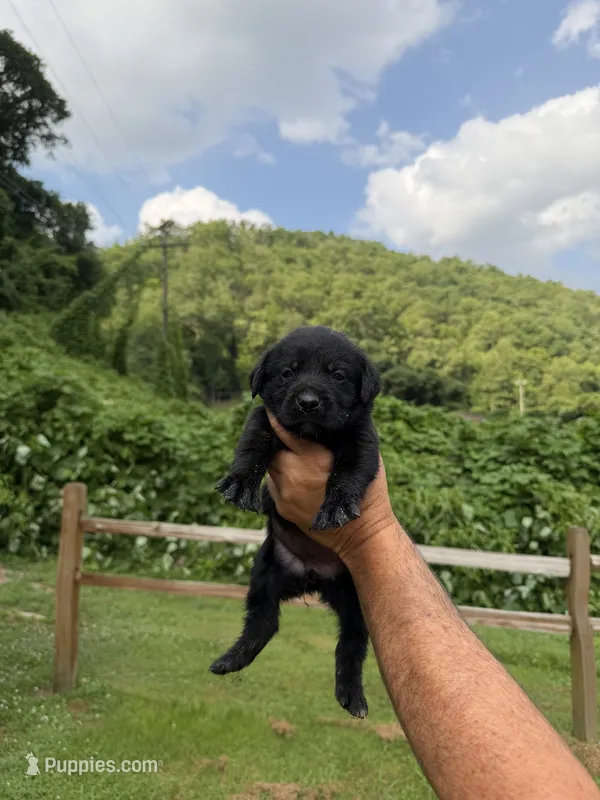 Xena – Labrador Retriever puppy for sale in Virgie, KY
