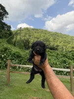Xena, a female Labrador Retriever for sale in Virgie, KY – 1 of 1
