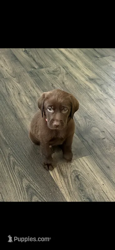 Buster – Labrador Retriever puppy for sale in Virgie, KY