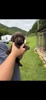 Cocoa, a female Labrador Retriever for sale in Virgie, KY – 1 of 1