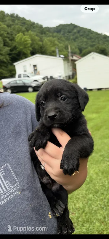Xena – Labrador Retriever puppy for sale in Virgie, KY