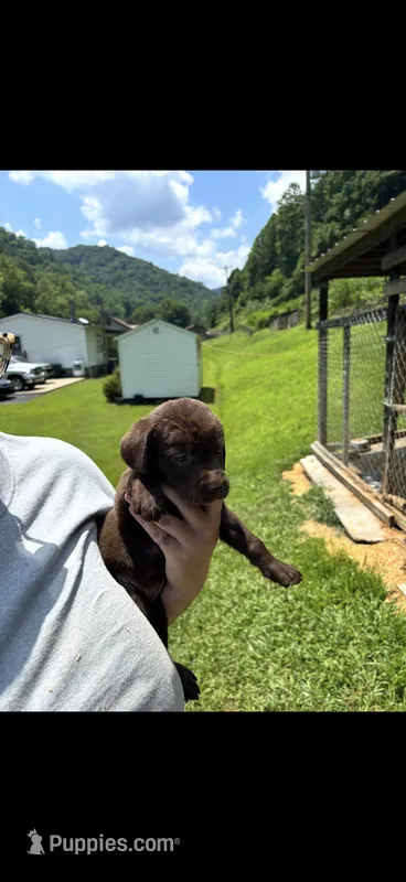 Buster  – Labrador Retriever puppy for sale in Virgie, KY