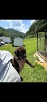Buster , a male Labrador Retriever for sale in Virgie, KY – 1 of 1