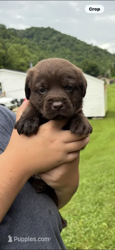 Max – Labrador Retriever puppy for sale in Virgie, KY