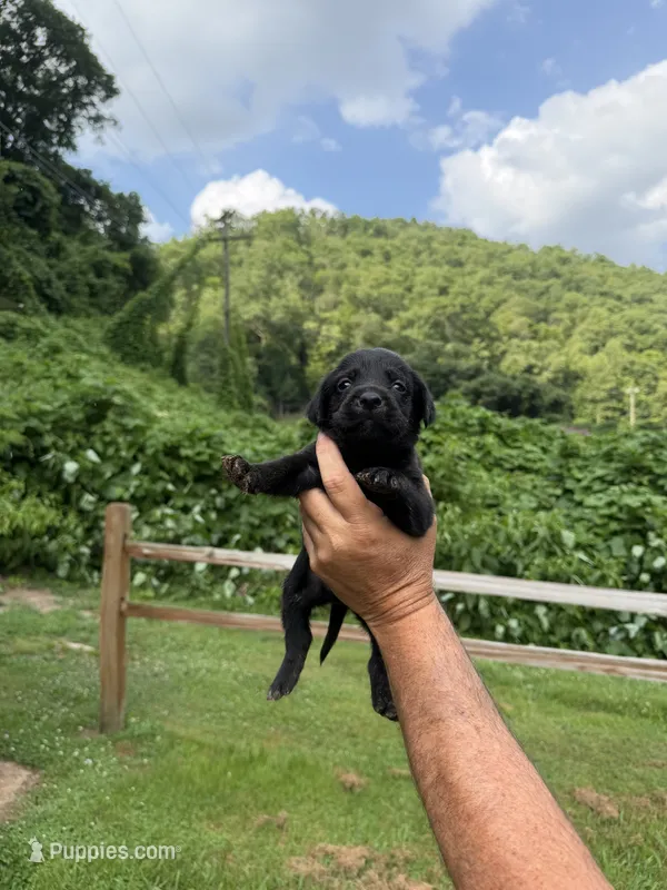 Midnight  – Labrador Retriever puppy for sale in Virgie, KY