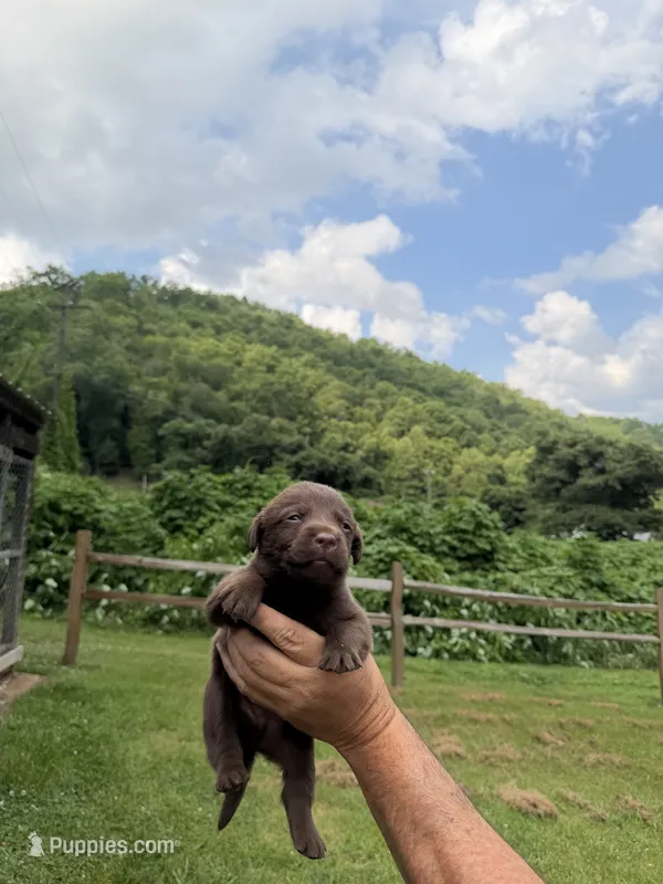 Hershey – Labrador Retriever puppy for sale in Virgie, KY