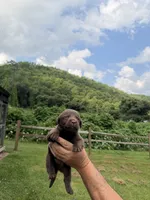 Hershey, a male Labrador Retriever for sale in Virgie, KY – 1 of 1