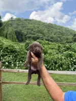 Marley, a female Labrador Retriever for sale in Virgie, KY – 1 of 1