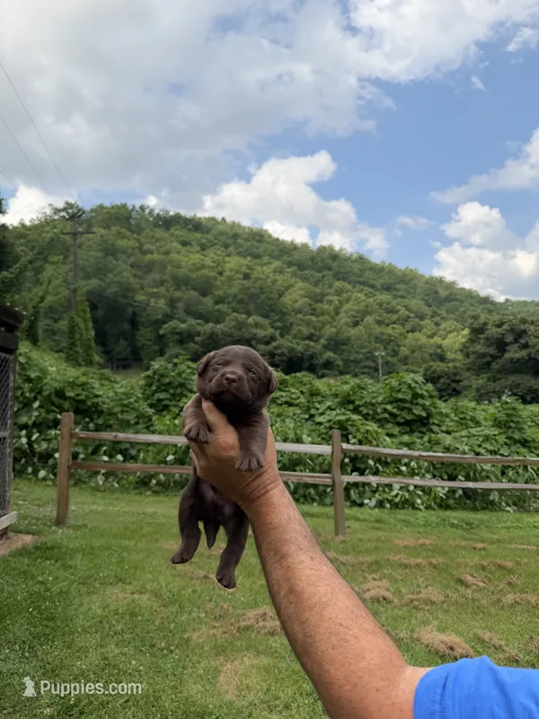 Aero – Labrador Retriever puppy for sale in Virgie, KY