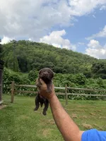 Aero, a male Labrador Retriever for sale in Virgie, KY – 1 of 1