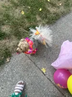 Shiraq , a female Yorkshire Terrier for sale in St. Louis, MO – Photo 6 of 6