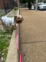 Shiraq , a female Yorkshire Terrier for sale in St. Louis, MO – Photo 5 of 6