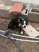 Chuiquita, a female Boston Terrier for sale in Aurora, CO – 3 of 4