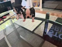 Blue, a male Boston Terrier for sale in Aurora, CO – 3 of 5