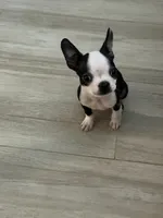 Blue, a male Boston Terrier for sale in Fort Lauderdale, FL – 8 of 8